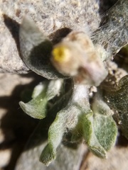 Pseudognaphalium ephemerum