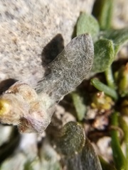 Pseudognaphalium ephemerum