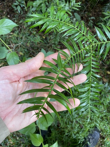 Bunya (Araucaria bidwillii)