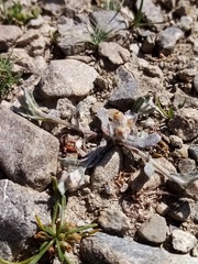 Pseudognaphalium ephemerum