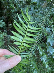 Araucaria bidwillii