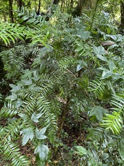 Araucaria bidwillii