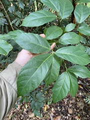 Ficus fraseri