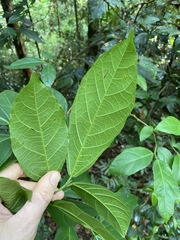 Ficus fraseri