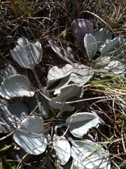 Brachyglottis haastii