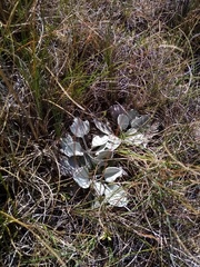 Brachyglottis haastii