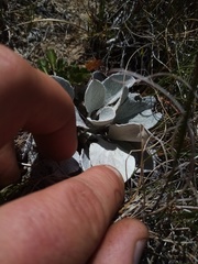 Brachyglottis haastii