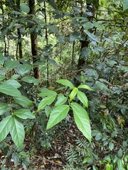 Ficus fraseri