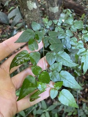 Jasminum singuliflorum