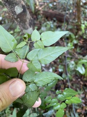Jasminum singuliflorum