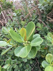 Ficus microcarpa latifolia