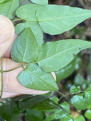 Jasminum singuliflorum