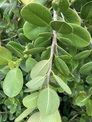 Ficus microcarpa latifolia