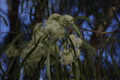 Eucalyptus viridis