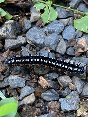 Doleschallia bisaltide australis