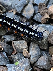 Doleschallia bisaltide australis