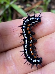 Doleschallia bisaltide australis