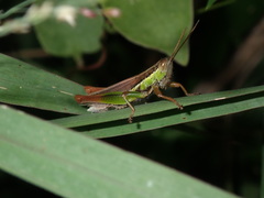 Bermius brachycerus