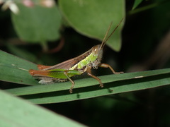 Bermius brachycerus
