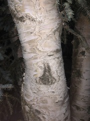 Betula neoalaskana