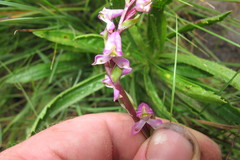 Disperis tysonii