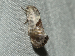 Eupselia carpocapsella