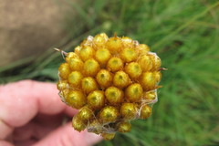 Helichrysum auriceps
