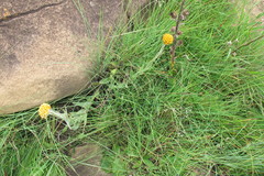 Helichrysum auriceps