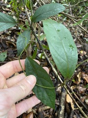Aristolochia praevenosa