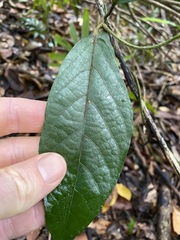 Aristolochia praevenosa