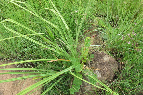 Image of Kniphofia laxiflora by (c) James Deacon, some rights reserved (CC BY-SA)