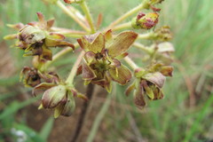 Asclepias macropus