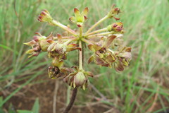 Asclepias macropus