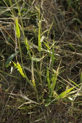 Eriochloa pseudoacrotricha