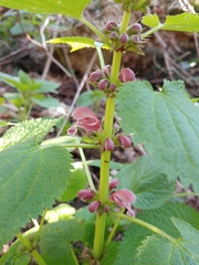 Lamium orvala