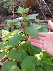 Lamium orvala