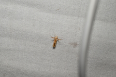 Stathmopoda stimulata