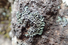 Physcia nubila