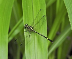 Austrogomphus prasinus