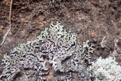 Physcia nubila