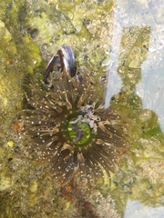 Anthopleura fuscoviridis