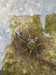 Anthopleura fuscoviridis