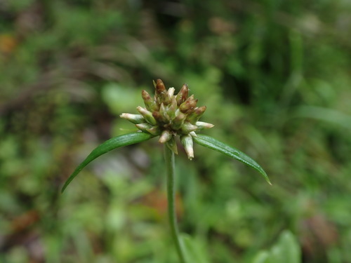 Euchiton japonicus