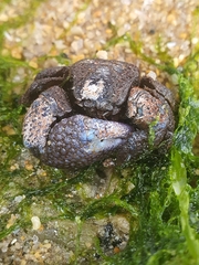 Pleocyemata