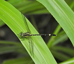 Austrogomphus prasinus