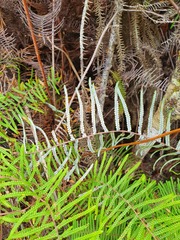 Gleichenia inclusisora