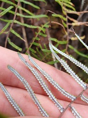 Gleichenia inclusisora