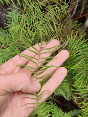 Gleichenia inclusisora