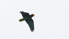 Amazona xantholora