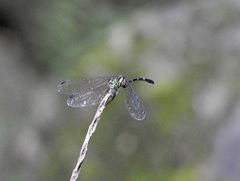 Nannophlebia eludens